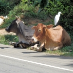 Srí Lanka v sedle kola